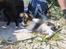 Papillon axa's sisserone (sisse mus) R.I.P.  - ved stranden <3