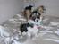 Papillon axa's sisserone (sisse mus) R.I.P. 