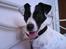 Jack russell terrier Nuser R.I.P. 