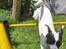 Jack russell terrier Nuser R.I.P. 