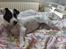Jack russell terrier Nuser R.I.P. 