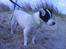 Jack russell terrier Nuser R.I.P. 