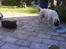 Jack russell terrier Nuser R.I.P. 