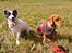 Jack russell terrier Nuser R.I.P. 