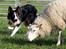 Border collie Jett R.I.P