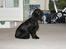 Cocker spaniel Athos