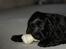 Cocker spaniel Athos