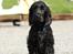 Cocker spaniel Athos - hjælper lige mor med at vaske hendes bil, det er skide skægt