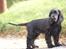 Cocker spaniel Athos
