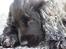 Cocker spaniel Athos