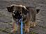 Blanding af racer Chihuahua/Pekingeser - Cosmo