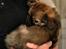 Blanding af racer Chihuahua/Pekingeser - Cosmo