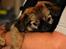 Blanding af racer Chihuahua/Pekingeser - Cosmo