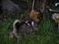 Blanding af racer Chihuahua/Pekingeser - Cosmo