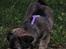 Blanding af racer Chihuahua/Pekingeser - Cosmo
