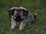 Blanding af racer Chihuahua/Pekingeser - Cosmo