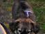 Blanding af racer Chihuahua/Pekingeser - Cosmo