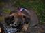 Blanding af racer Chihuahua/Pekingeser - Cosmo