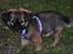 Blanding af racer Chihuahua/Pekingeser - Cosmo