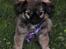 Blanding af racer Chihuahua/Pekingeser - Cosmo