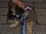 Blanding af racer Chihuahua/Pekingeser - Cosmo