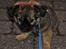 Blanding af racer Chihuahua/Pekingeser - Cosmo