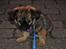 Blanding af racer Chihuahua/Pekingeser - Cosmo