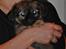 Blanding af racer Chihuahua/Pekingeser - Cosmo