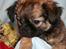 Blanding af racer Chihuahua/Pekingeser - Cosmo