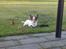 Papillon Pluto