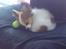 Papillon Pluto