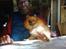 Pomeranian Topsys Morgana MEN kaldes Mille - mon Jon killer Mille? det lidt fjollede "grin" hun har her.