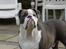 Olde english bulldogge Magnum von Frankenstein