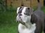 Olde english bulldogge Magnum von Frankenstein