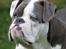 Olde english bulldogge Magnum von Frankenstein