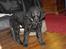 Curly coated retriever Jobs - :-) <2