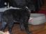 Curly coated retriever Jobs - Lille bitte fyr <3