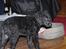 Curly coated retriever Jobs - Fantastisk smuk hund!