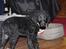 Curly coated retriever Jobs - Årrrh <33