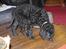 Curly coated retriever Jobs