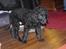 Curly coated retriever Jobs - TRætte <3