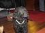 Curly coated retriever Jobs - Lidt uskarpt, men det er stadig sødt <3