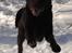 Labrador retriever Balder - Balder i snevejr<3