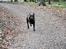 Labrador retriever Balder - Fuld fart frem;)
