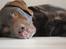 Labrador retriever Balder - Min smukke hund<3