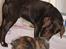 Labrador retriever Balder - Balder og min kanin Sambo!<3