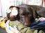 Labrador retriever Balder - Han elsker bamser!:)