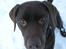 Labrador retriever Balder - Lille Balder.