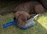 Labrador retriever Balder - Han har altid elsket koste;D
