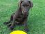 Labrador retriever Balder - Lille Balder!;P